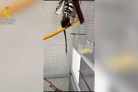 Castellón.- Sucesos.- Rescatado un mono tití pigmeo desnutrido y deshidratado en una calle de Onda