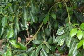 Cádiz.- Asaja califica de "catastrófica" la situación del aguacate y flor cortada tras el paso de la borrasca 'Bernard'