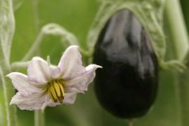 Hortyfruta mantiene la prohibición de comercializar segundas categorías de berenjena en Andalucía