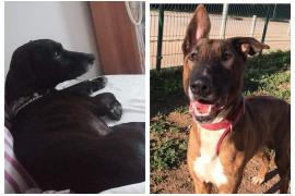 Bobby y Alf buscan un hogar