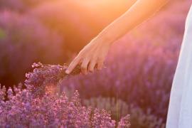 Transforma tu balcón con estas flores resistentes al calor