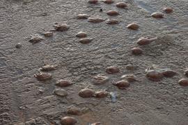 PORT D'ANDRATX. MEDIO AMBIENTE. Miles de medusas vuelven a invadir el Port tras los Ãºltimos temporales. Los invertebrados causa