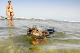 La Colònia de Sant Pere impulsa un turismo de mascotas para alargar la temporada