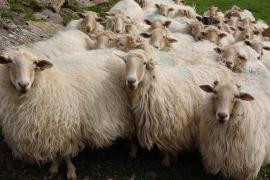 Diputación de Gipuzkoa activa medidas para el control de la lengua azul tras detectarse un foco en Oiartzun
