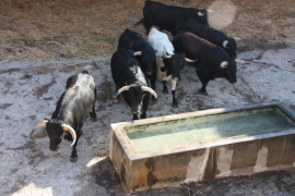 Toros en el Coliseo Balear