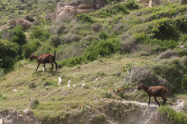 MALLORCA - PLAYAS - CABRAS EN LA PLAYA DE CALA BOQUER. MAS FOTOS EN EL DISCO DEL DIA 15-6-2004
