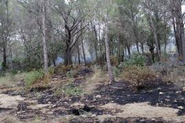 Absuelto un hombre acusado de provocar un incendio que quemó 3,2 hectáreas en Alcúdia