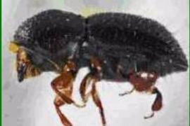 Granada.- La Junta prohíbe el traslado de restos vegetales en Motril por la plaga del escarabajo que afecta al aguacate