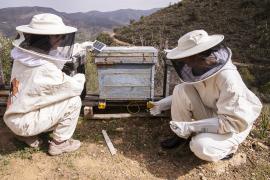 Los apicultores reclaman el reconocimiento de la abeja negra ibérica como raza ganadera