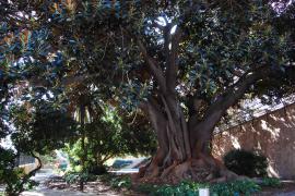 El árbol que deberías tener ya en tu jardín y que te quita calor