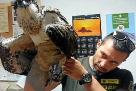 Rescatan en Sant Antoni un águila pescadora