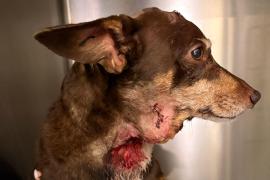 «Mi perra colgaba de su boca y el dueño no hizo nada»: el ataque salvaje de un American Bully en Palma