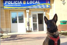 «Soy Ona y me estoy preparando para ser una gran policía»: Alcúdia tiene nueva heroína de cuatro patas