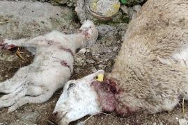 Dos de las ovejas que han fallecido a causa del ataque de los perros.