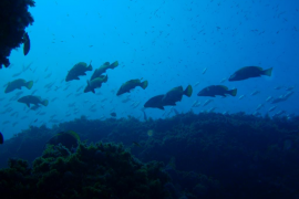 Reserva marina del Llevant de Mallorca