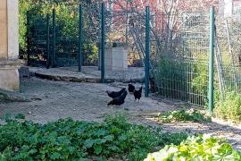 En la actualidad quedan menos de veinte ejemplares, que serán retirados en los próximos días.