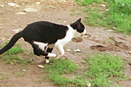 Esterilización de las colonias de gatos asilvestrados