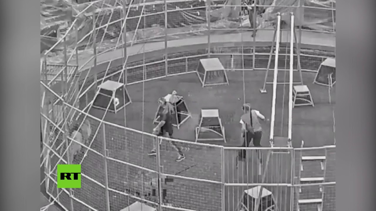 Un león se vuelve contra sus cuidadoras en el Gran Circo Estatal de Moscú