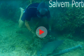 Salvem Portocolom alerta en un vídeo de los daños a la posidonia por el fondeo de barcos