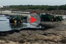 Denuncian la retirada de posidonia de ses Covetes sin autorización