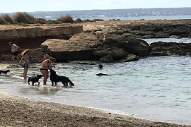 Playas para perros en Mallorca