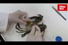 Cangrejos invasores en Mallorca