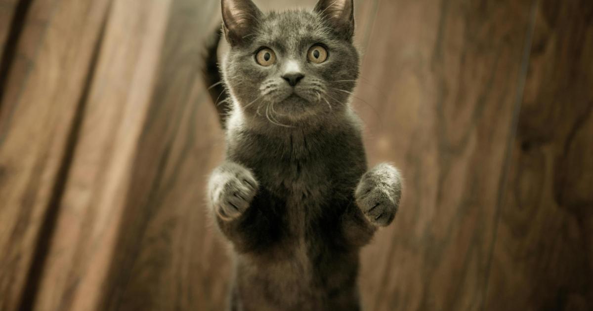 Qué significa que entre un gato en tu casa