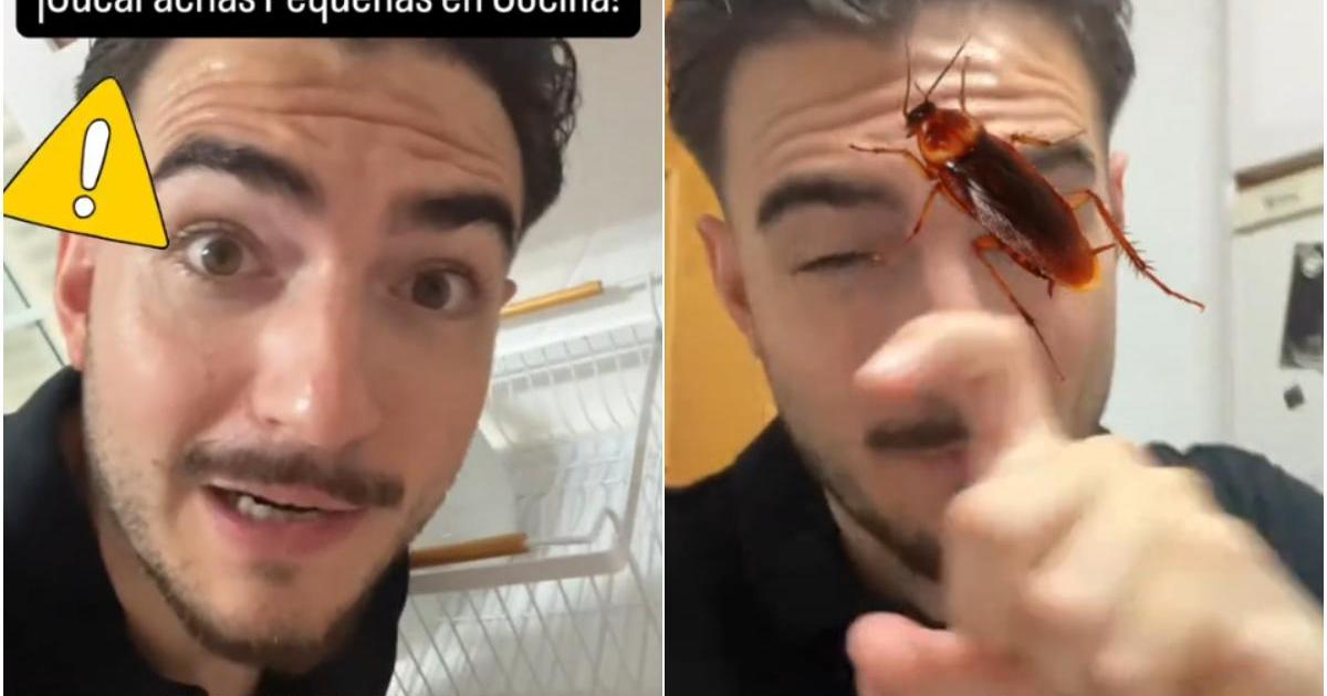 Un experto en plagas alerta sobre el error que cometemos con las cucarachas: «Ni se te ocurra utilizar spray porque la puedes liar»