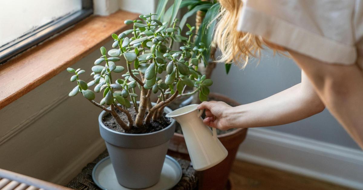 Dónde colocar la planta de jade en casa para atraer la buena suerte y la prosperidad