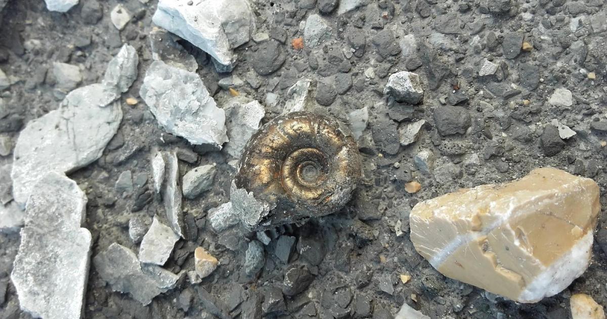 Mallorca protegerá hasta 150 yacimientos fósiles contra los expoliadores