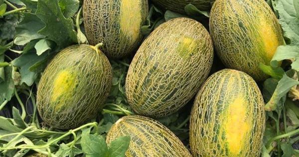 La fruta refrescante que hidrata, depura y protege tu digestión hasta el final del verano