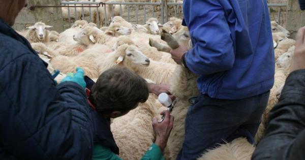 El Govern confirma el positivo de fiebre del Nilo Occidental y los veterinarios llaman a la calma