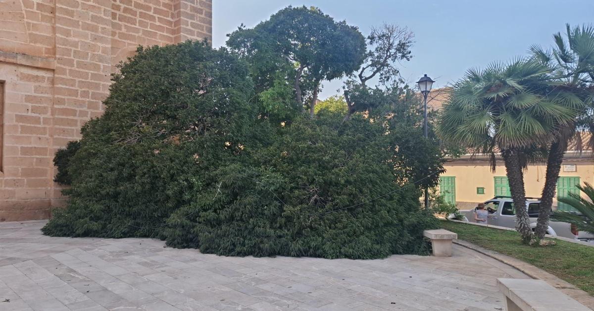 El temporal de viento tumba el ‘lledoner’ en la plaza de la iglesia de Son Carrió