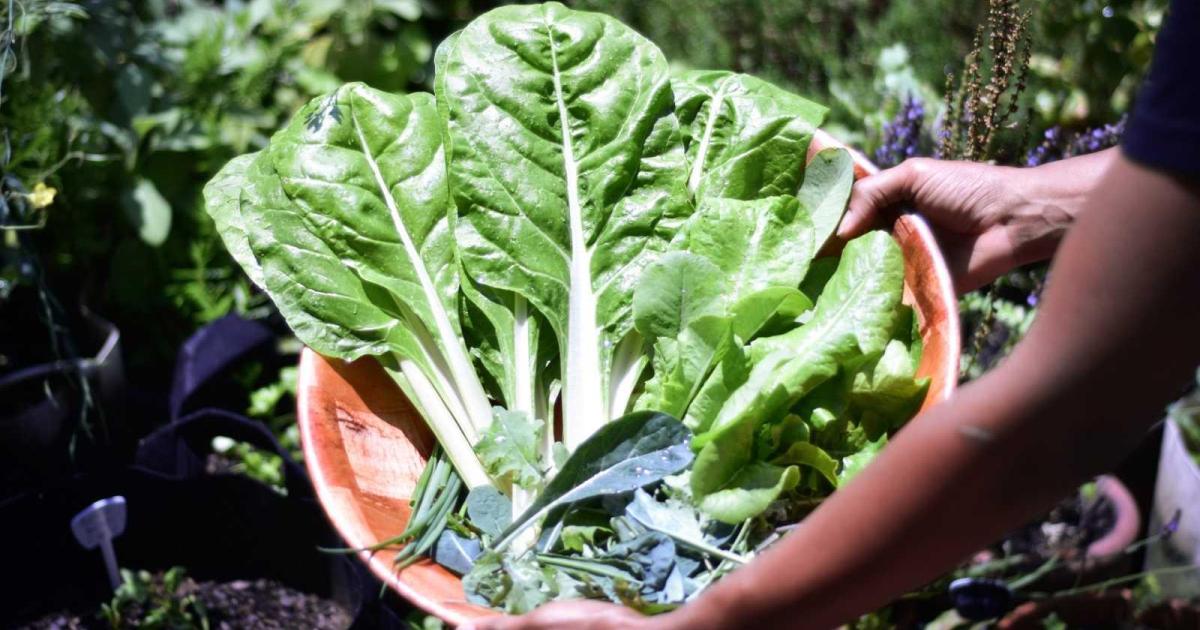 La hoja humilde que fortalece tus defensas y equilibra tu organismo: el vegetal que vuelve con fuerza en septiembre