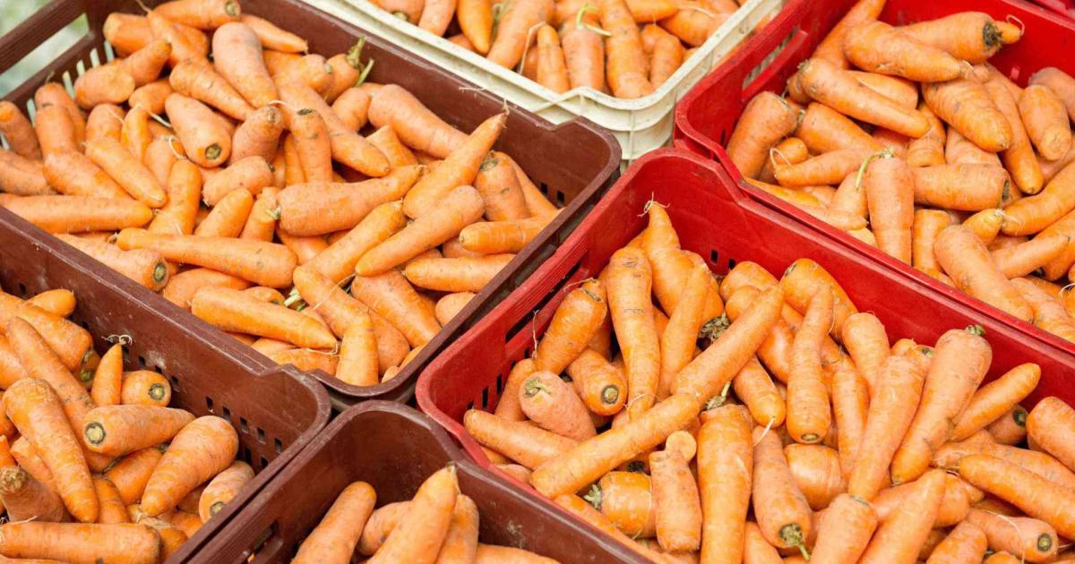El tesoro naranja cargado de betacarotenos que mejora tu vista y protege tu salud desde el interior