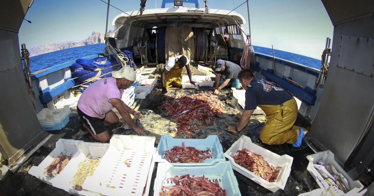 Las capturas de gamba roja descienden un 30 % debido a las restricciones europeas