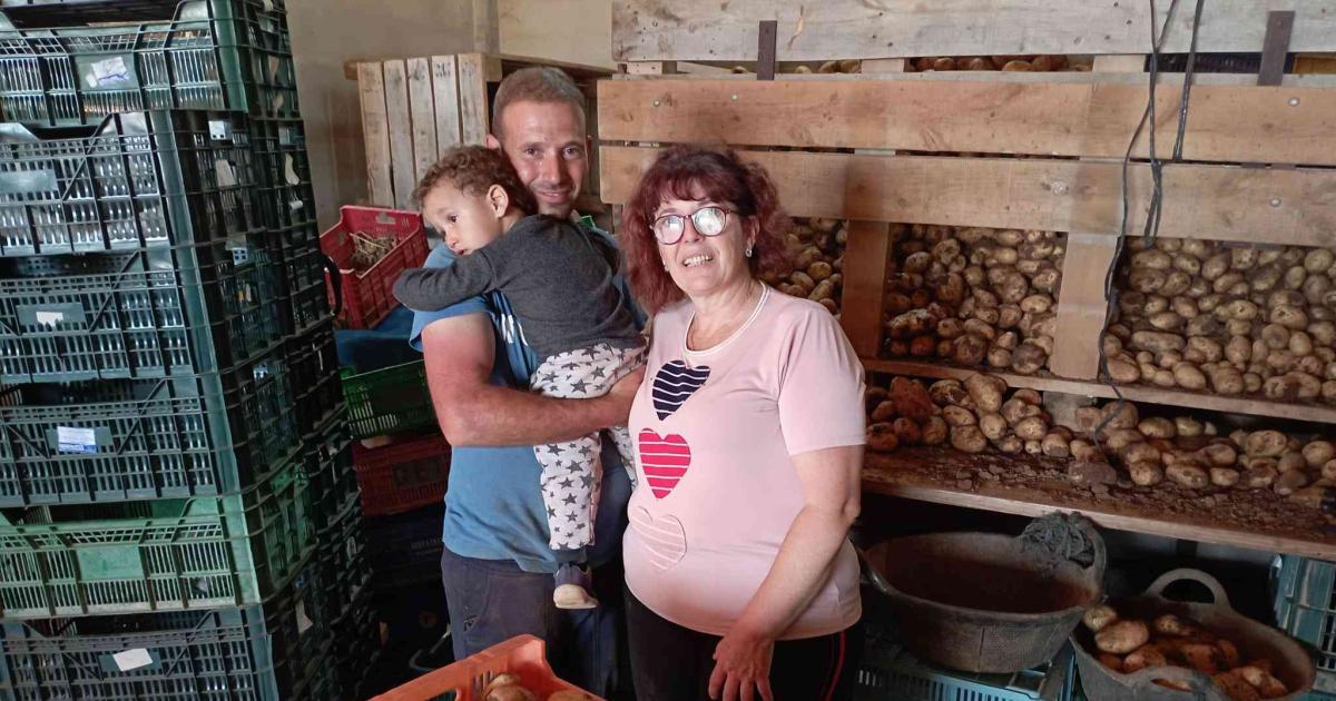 Los productores locales se decantan por la patata blanca