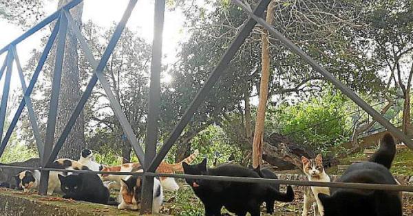 Un estudio revela que en Porreres existen 80 gatos distribuidos en 8 colonias autorizadas