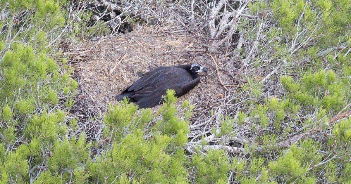 El Govern confirma la primera presencia de un nido de buitre negro fuera de la Serra