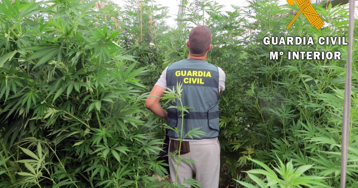 La Fiscalía balear alerta del consumo de cannabis entre niños de nueve años