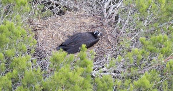 Esta temporada han nacido 35 pollos de buitre negro en Mallorca