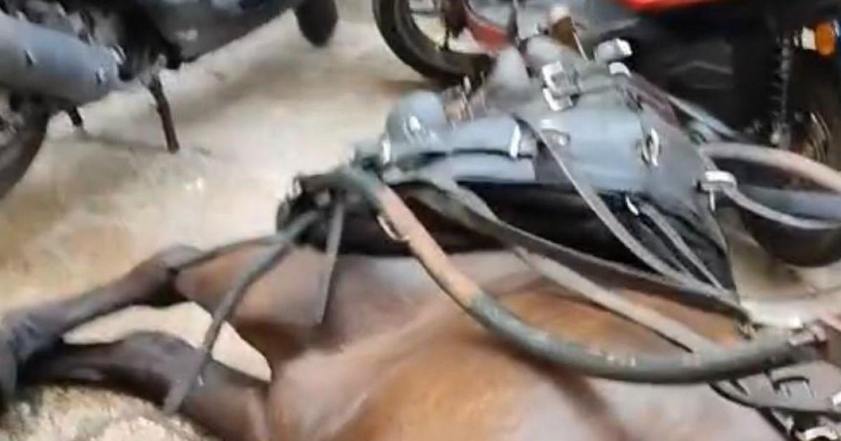 Progreso en Verde denuncia un segundo caso de un caballo desplomado en Palma