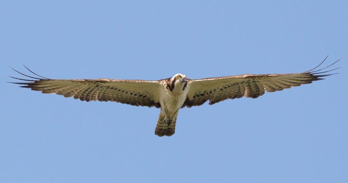 Nacen dos pollos de águila pescadora en el Parc Natural de Sa Dragonera después de 70 años