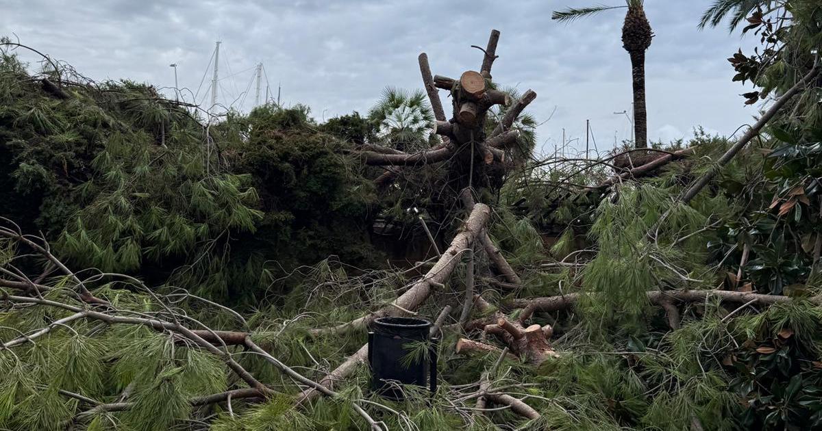 El temporal 'tumba' árboles del nuevo Paseo Marítimo de Palma