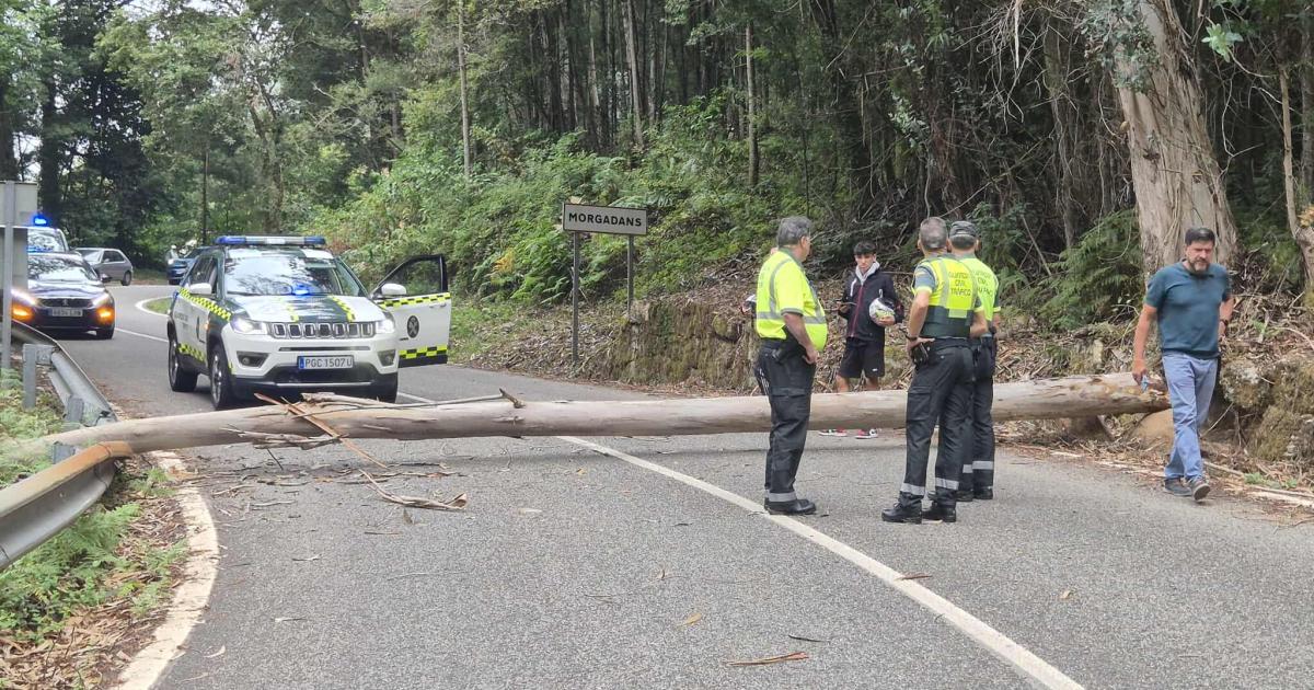 Otro bochorno en La Vuelta: finaliza la etapa a ocho kilómetros de meta por nuevas protestas propalestinas y un árbol tirado en medio de la carretera