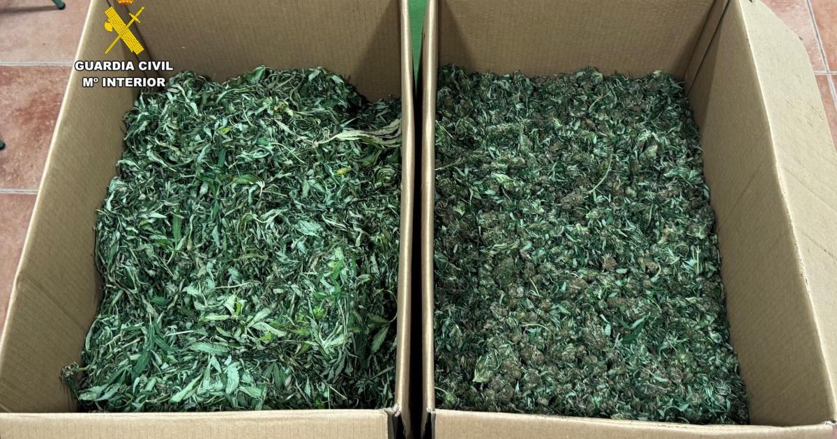 Arrestan a un hombre que se quedó sin gasolina en la Colònia de Sant Jordi con cinco plantas de marihuana en el coche