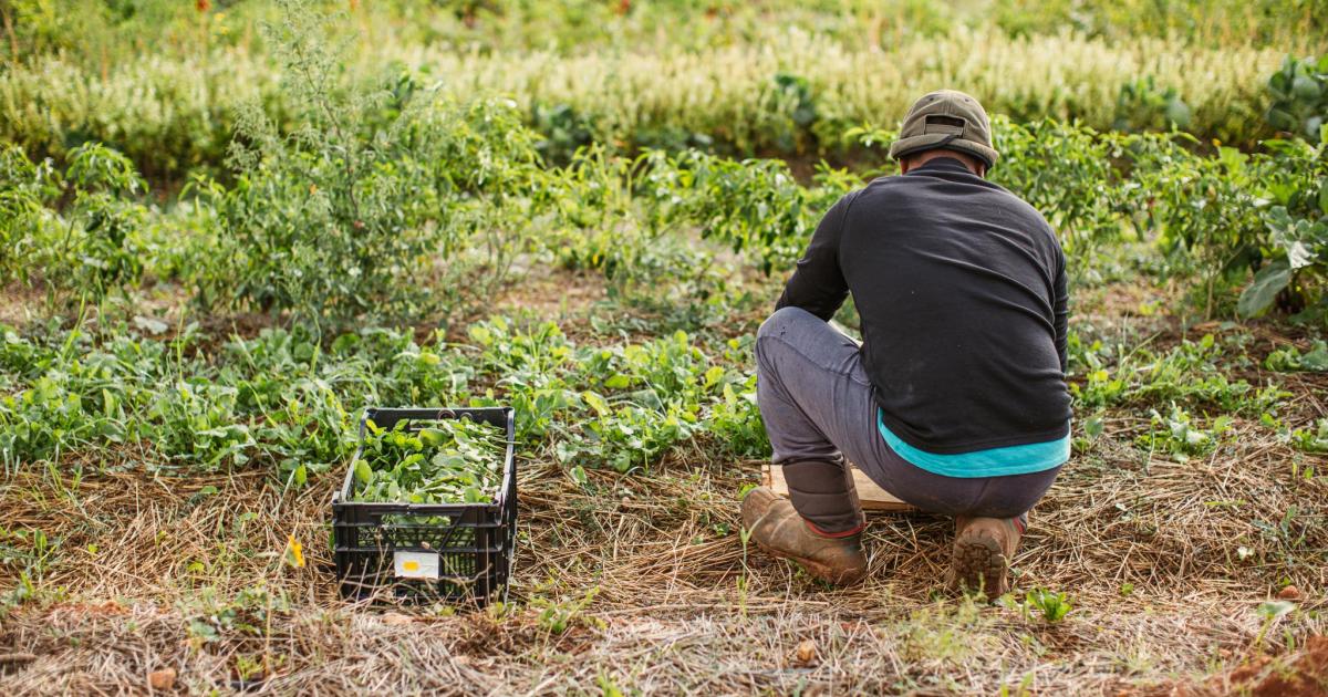 Eivissa apuesta cada vez más por la agricultura ecológica