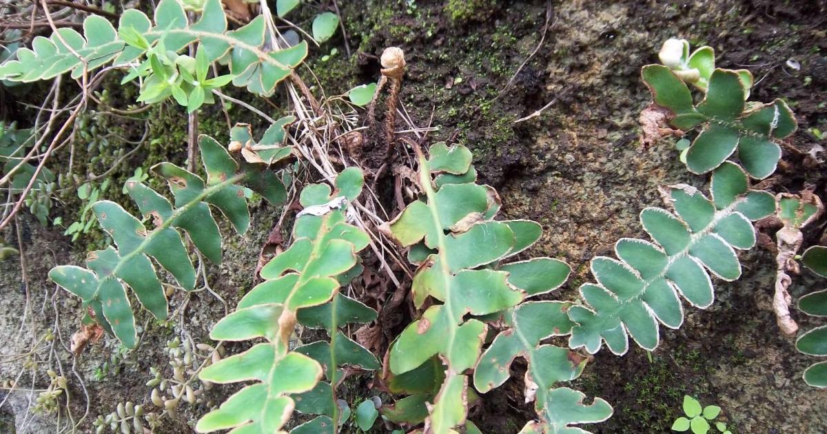 Un helecho 'zombie' que crece entre las rocas en Tramuntana tiene la clave para desarrollar cultivos perennes