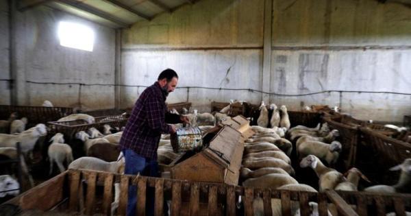 Mallorca, zona afectada por el serotipo 3 de lengua azul