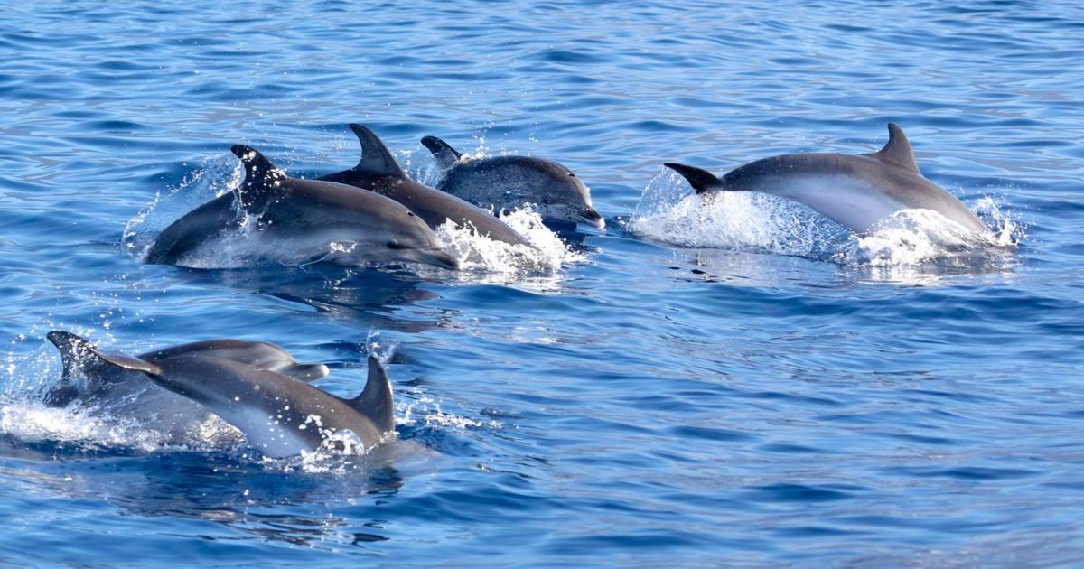 Delfines al alba: un viaje mágico por la bahía de Pollença en busca de la danza salvaje del amanecer